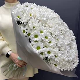 Букет из  51 кустовой хризантемы  Бакарди