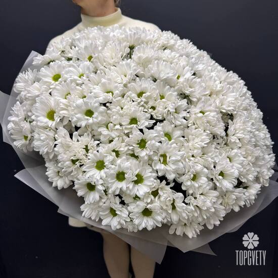 Букет из 35 кустовых хризантем Бакарди 