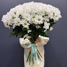 Букет из 25 кустовых хризантем Бакарди