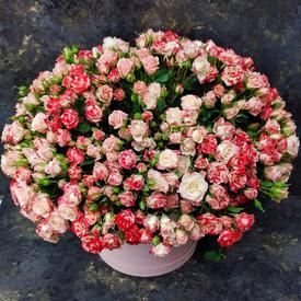 Композиция из 75 кустовых роз в коробке