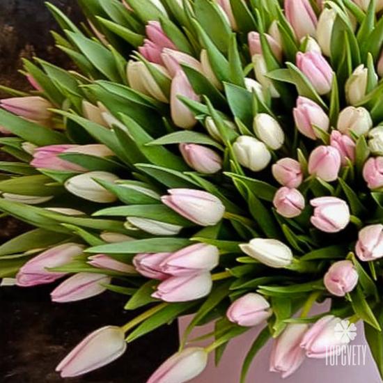 Композиция из 101 розового тюльпана в коробке 