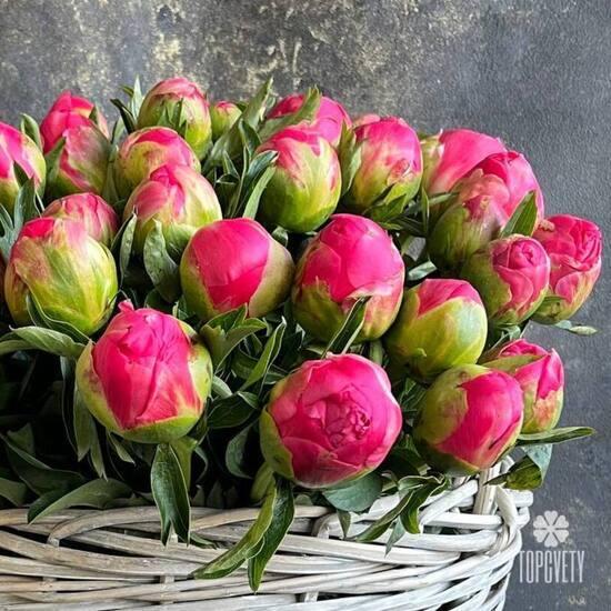 Композиция из 75 пионов 